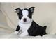 Boston terrier - cachorros