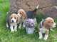 Cachorros de beagle