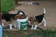 Cachorros de Beagle - Foto 2