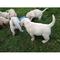 Cachorros de Labrador gruesos para los hogares dulces (negro, cho - Foto 1