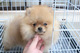 Cachorros de Pomerania con todo el papeleo muy amable ...... - Foto 1