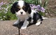 Cachorros hermosos Cavalier King Charles Spaniel disponibles - Foto 1