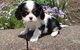 Cachorros hermosos cavalier king charles spaniel disponibles