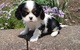 Cachorros hermosos cavalier king charles spaniel disponibles