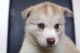 Cachorros husky siberiano ,., - Foto 1