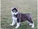 Cachorros husky siberiano jkln - Foto 1