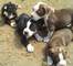 Cachorros Pitbull Terrier Americano para la oferta ahora - Foto 1