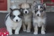 Cachorros pomsky