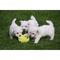 Cachorros west highland venta 10 semanas ido a buscar para la fam