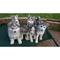 Calidad cachorros akc siberian husky disponibles! hulu langat