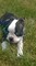 Calidad registrado cachorro de Bulldog francés - Foto 1