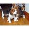 Camada de beagles sepang para su adopción