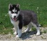 Doux chiots Husky sibérien - Foto 1