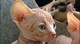  gato sphynx canadiense para la adopción