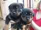 GORGEOUS CACHORROS CHUNKY Rottweiler - Foto 1