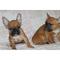 Hermosos cachorros de Bulldog francés Cheras - Foto 1
