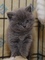 Impresionantes gatitos de pelo corto británico para un buen hogar - Foto 1