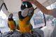 Inicio levantó las aves Macaw disponibles - Foto 1
