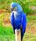 Loros bien entrenados y domesticado Macaw del jacinto para la ado - Foto 1