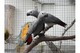 Loros grises fantástica Pájaro que habla Congo africanos para la - Foto 1