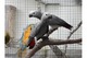 Loros grises fantástica pájaro que habla congo africanos para la