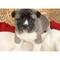 Los cachorros akita disponibles para adopción - Foto 1