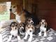 Los cachorros cachorro beagle