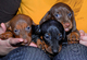 Los cachorros dachshund macho y hembra