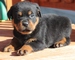 Los cachorros de Rottweiler para la adopción - Foto 1