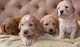 Los cachorros goldendoodle realojamiento