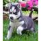 Los cachorros siberian husky calidad