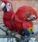 Macaw loros sanos y bien domesticados para los nuevos hogares