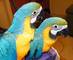 Macho y hembra loros guacamayo para su adopcion