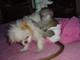 Mono capuchino Disponible - Foto 1