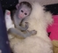 Monos capuchinos para la adopción