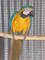 Muy hablador azul y oro loro guacamayo con jaula grande - Foto 1