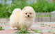 Preciosos Cachorros de Pomerania - Foto 1