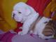 Regalo CACHORROS BULLDOG INGLES - Foto 1