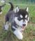 Regalo cachorros de husky ¡no te quedes sin el!
