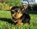 Regalo mini yorkshire terrier yorkie con pedigree