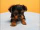 Regalo yorkshire terrier mini toy