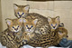 Servals, caracal, bengala, ocelotes guepardo y F1-F3 sabana gatit - Foto 2