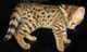Servals, caracal, bengala, ocelotes guepardo y F1-F3 sabana gatit - Foto 3