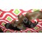 AKC Doberman cachorros para la venta - Foto 1