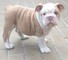 Bulldogs inglés para rehoming