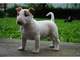 Cachorros bull terrier para regalo gratuito// gratis