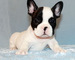 Cachorros Bulldog - Foto 1