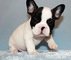 Cachorros Bulldog - Foto 1