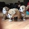 Cachorros bulldog ingles en Alozaina, Málaga - Foto 1