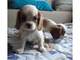 Cachorros Cavalier King Charles Spaniel disponibles para este G - Foto 1